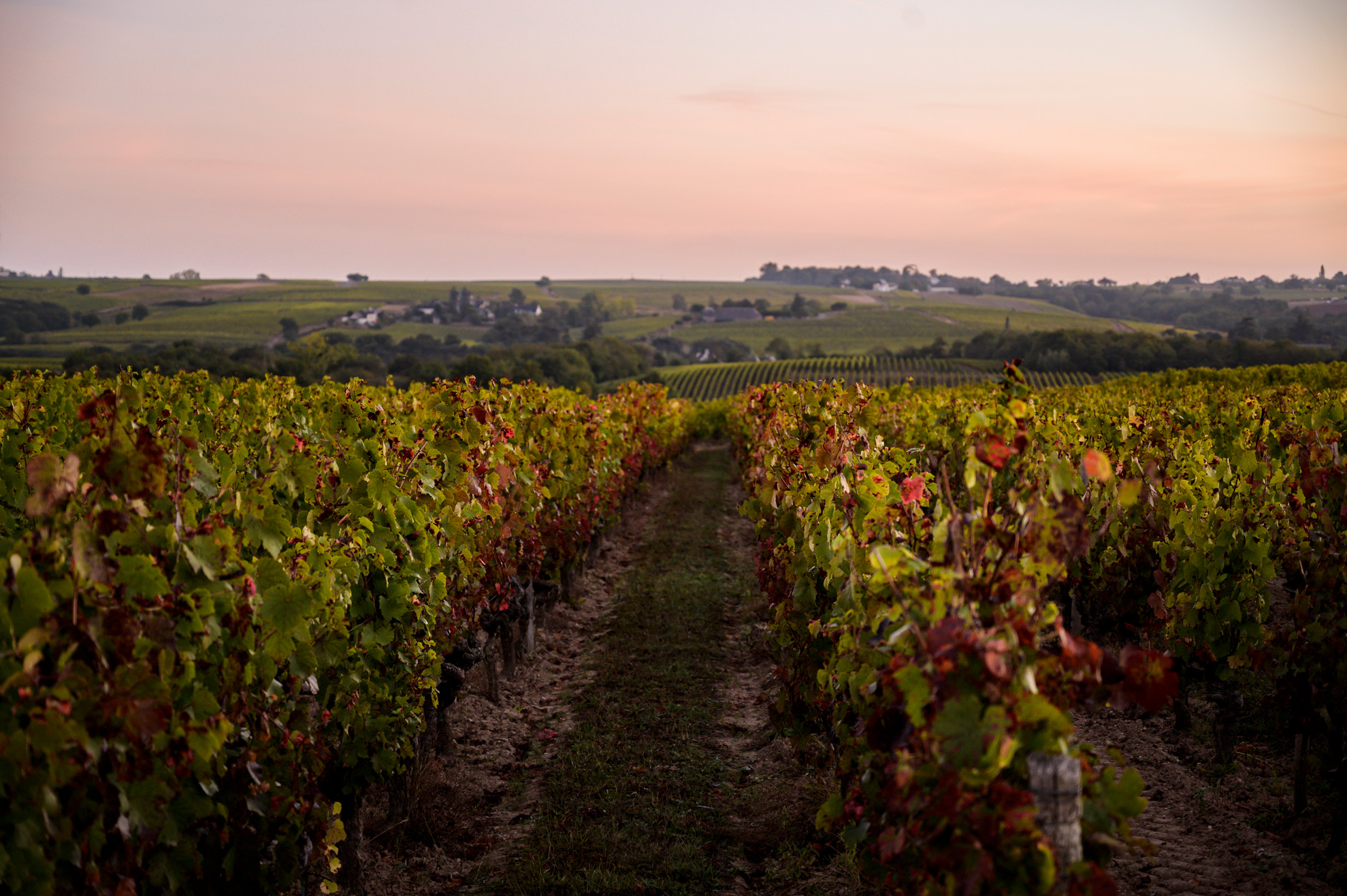 Domaine des Hardières